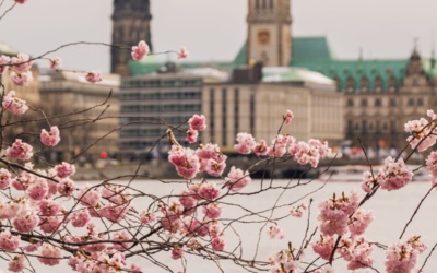 Where can you see the Best Cherry Blossoms in Europe?